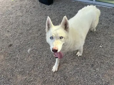 Oso