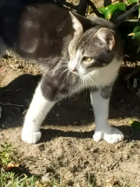 Gina #Polydactyl-Princess