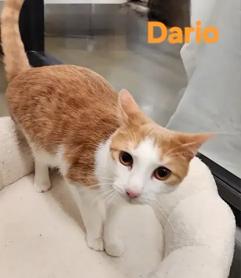 Dario photo 3