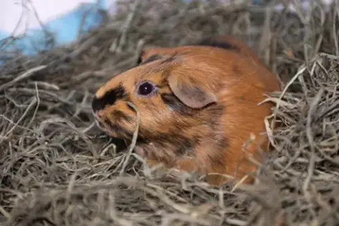 Mabel photo 3