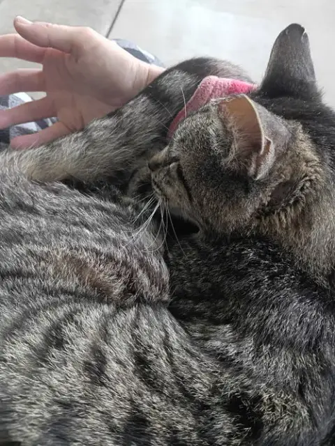 Tigger photo 2