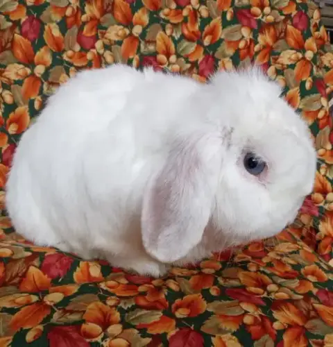 Beau