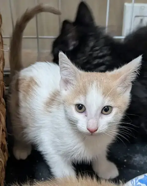 Paprika