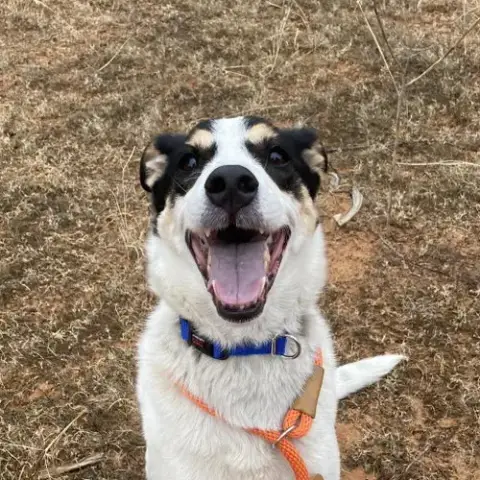 Indie