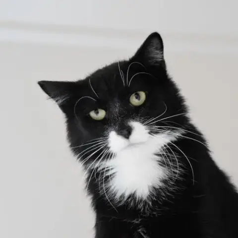 Dill photo 3