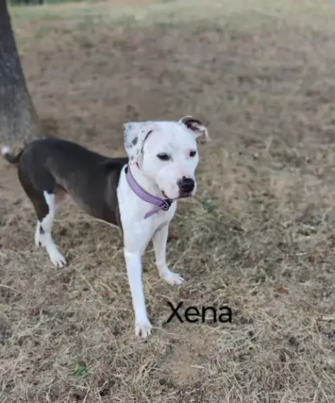 Xena