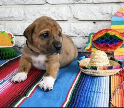 Taco photo 4