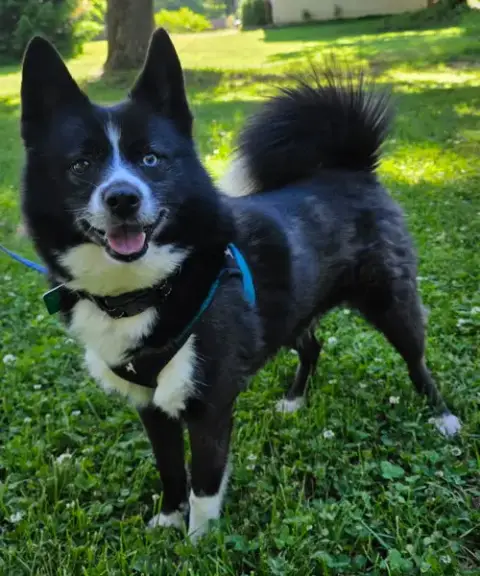 Tigger *Loves Going For Walks With Other Dogs*