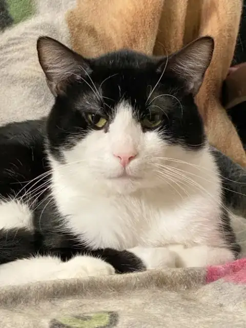 Domino