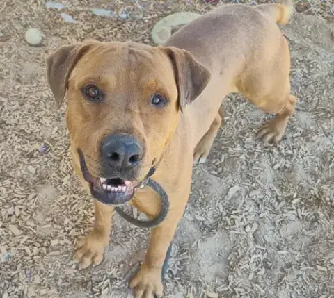 Scooby