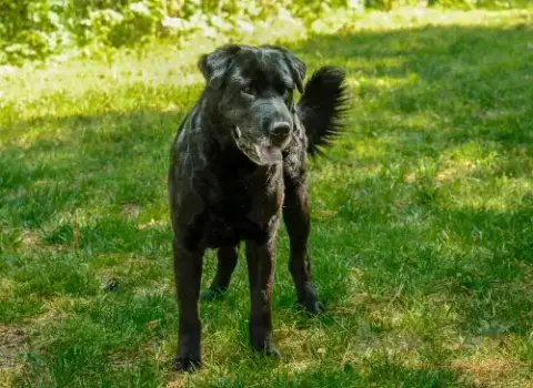Hunter