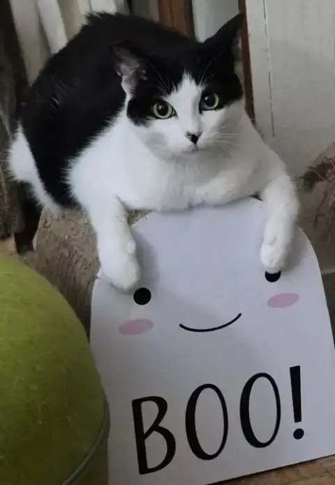 Ava
