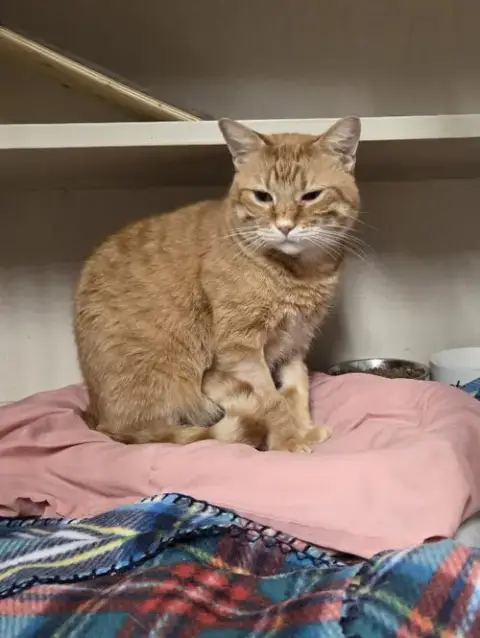 Oliver