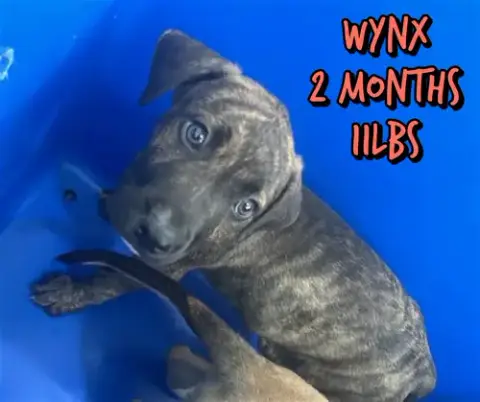 Wynx