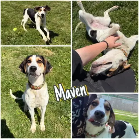 Maven
