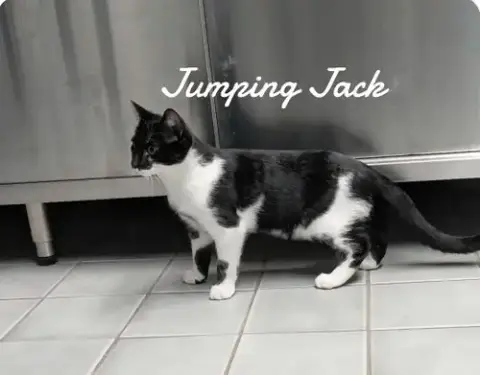 Jumping Jack photo 4