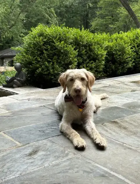 Scottie photo 3