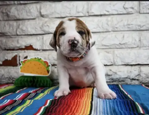Queso photo 4