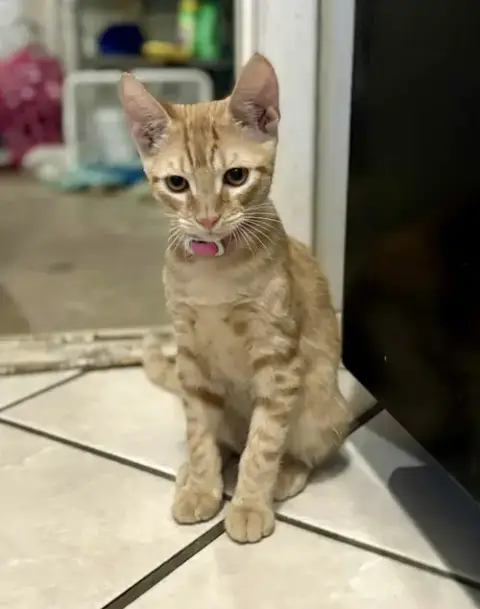 Operation Orange Kittens! photo 4