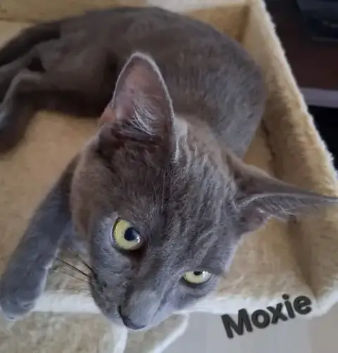 Moxie photo 3