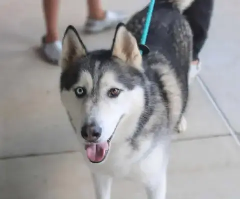 Hachi photo 4