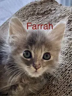 Farrah photo 2