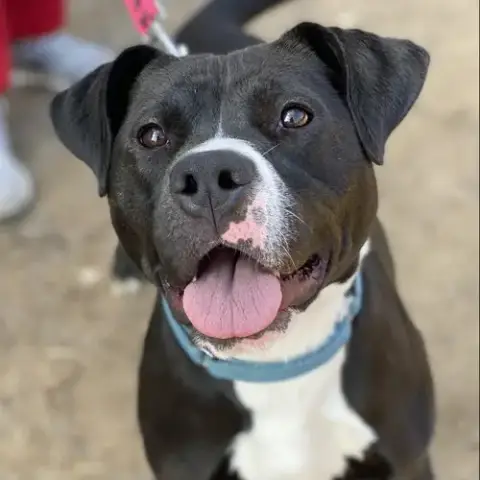 Cindy Lu *Adopt Or Foster*