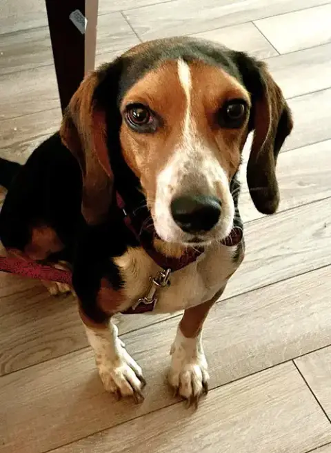 Bruce Iii