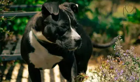 Penny: Not At Shelter photo 3