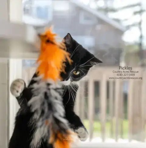 Pickles photo 3
