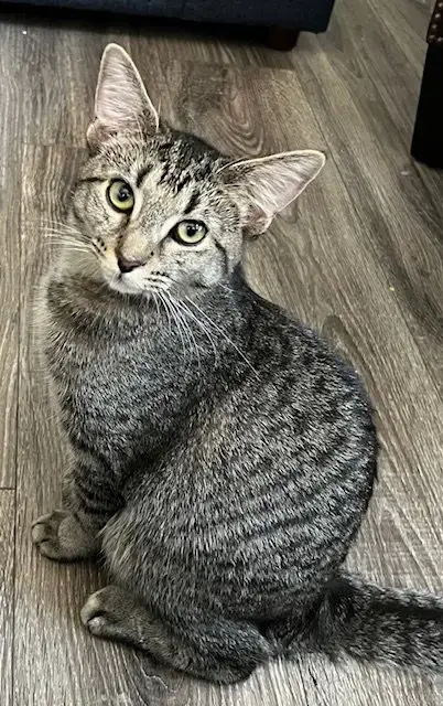 Kitten Miss Rey Rey photo 2