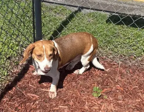 Piper