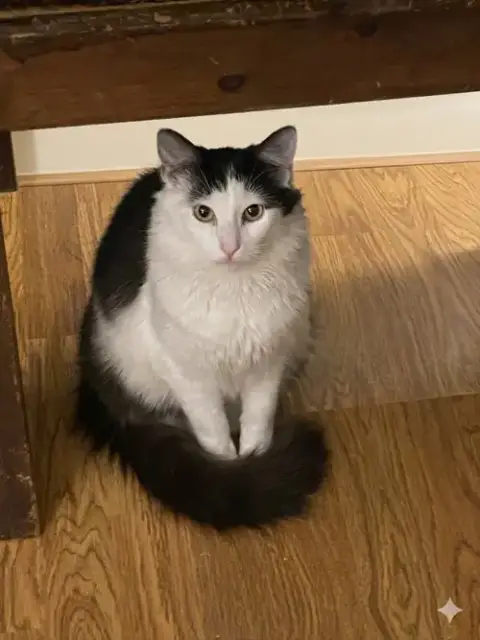 Felix photo 2
