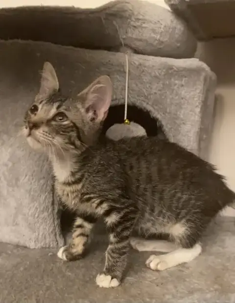 Remy