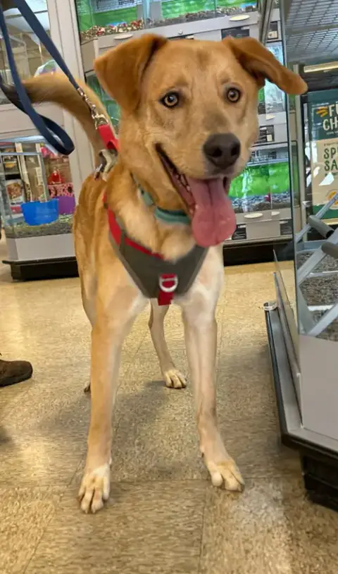 George: Not At Shelter photo 2