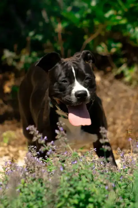 Penny: Not At Shelter photo 4