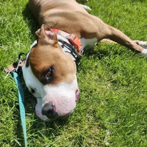 Bowie