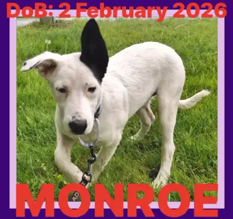 Monroe