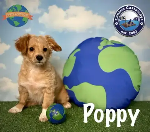Poppy photo 4