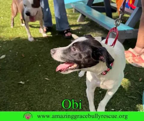 Obi photo 2