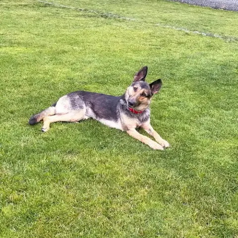 Klara