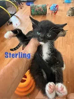 Sterling photo 2