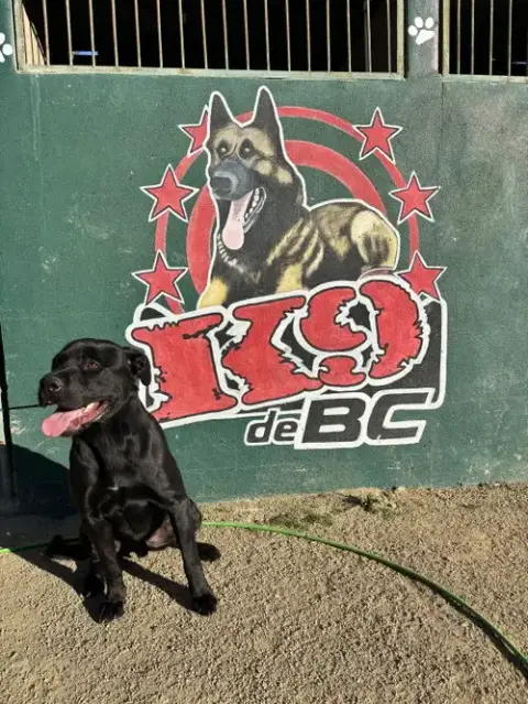 Barnaby Urgent photo 2