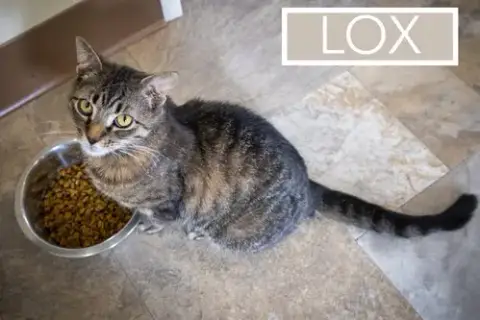 Lox photo 4