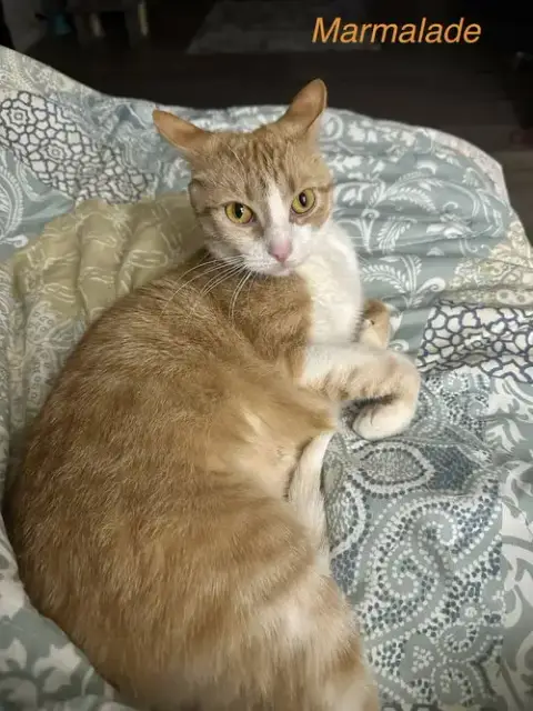 Orange Kitties photo 3