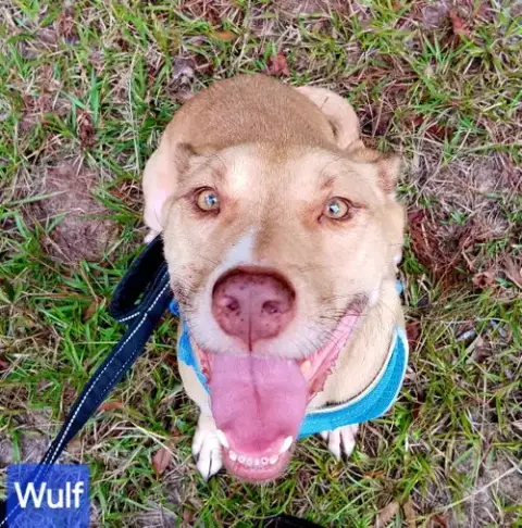 Wulf
