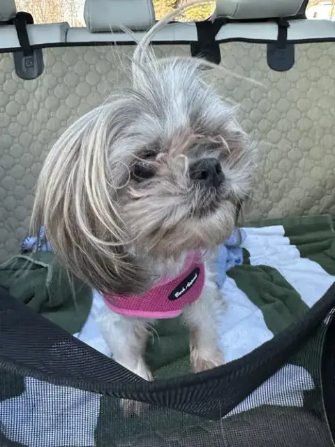 Bella photo 4