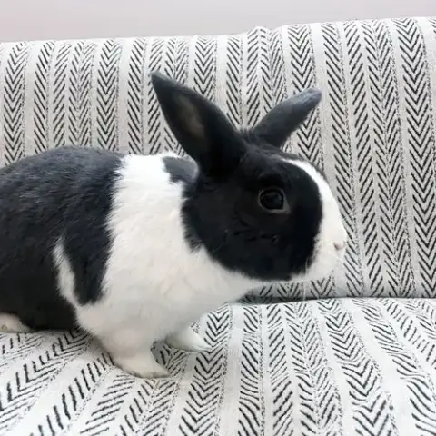 Sal photo 2