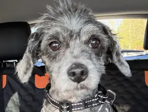 Pepper