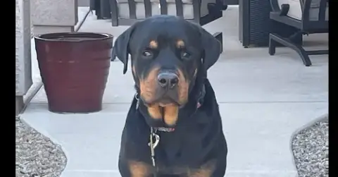 Flex